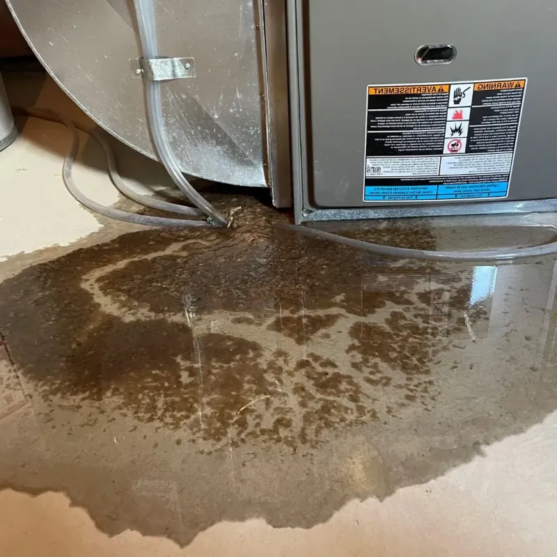 Pipe Burst and Leak Restoration in Belleair Bluffs, FL